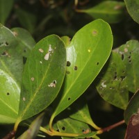 Aegiceras corniculatum (L.) Blanco